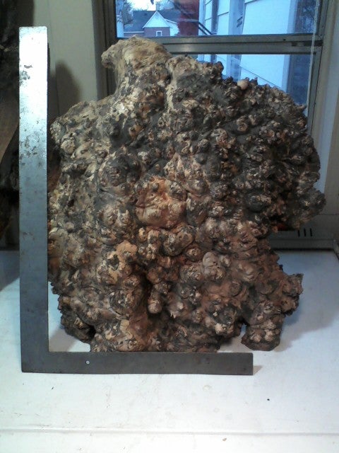 11561-burl2-1.jpg